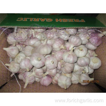 Normal White Garlic Fresh 5.0cm